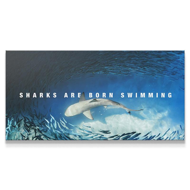 Sharks Are Born Swimming - Image 2