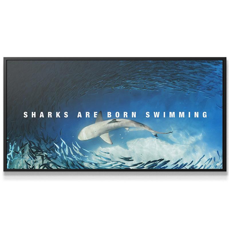 Sharks Are Born Swimming - Image 6